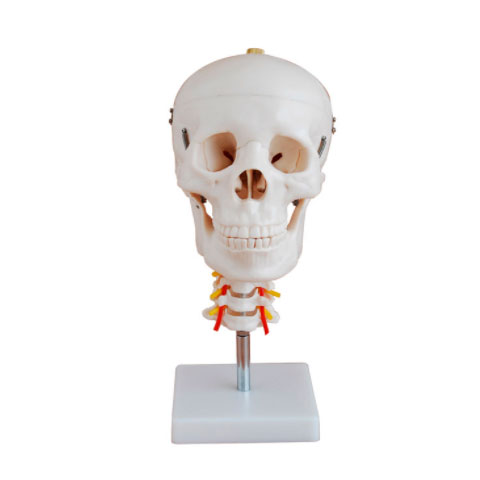Modelo-Craneo-Con-Cuello-y-Base